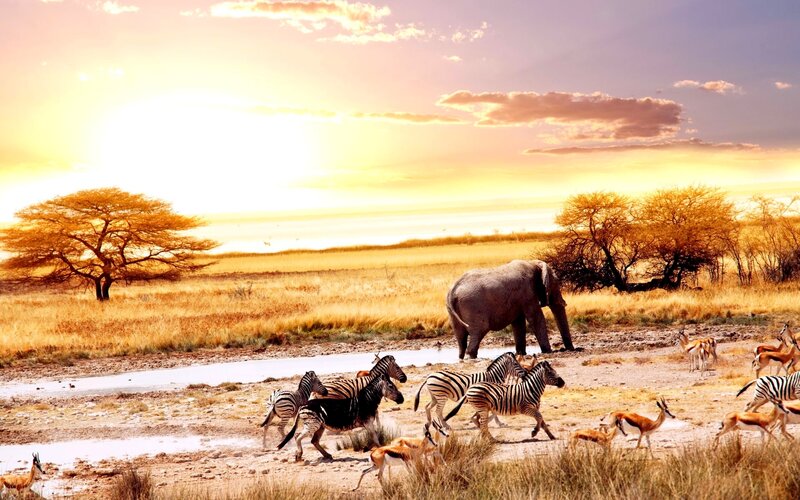 Zebras and Antelopes at Waterhole