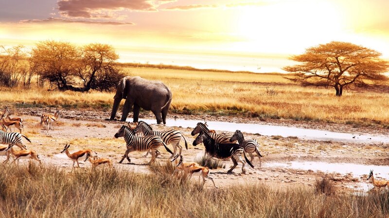 Zebras and Antelopes at Watering Hole