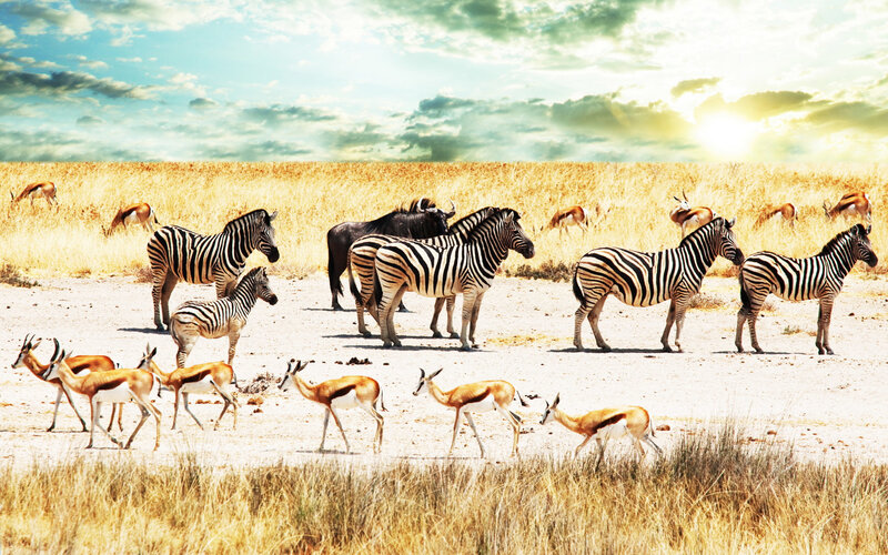 Zebras and antelopes in savanna