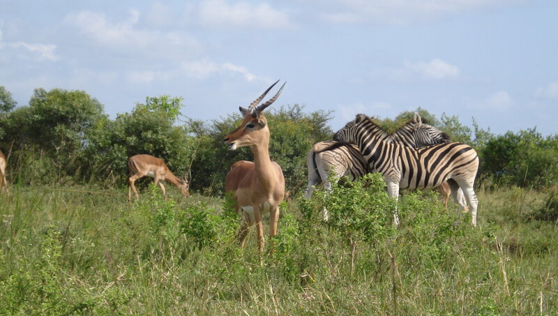 Zebras and antelopes in savanna