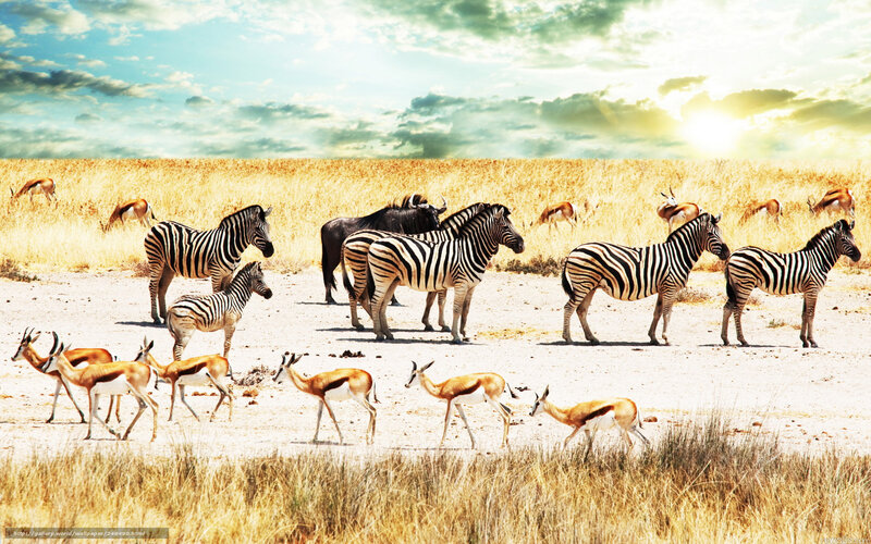 Zebras and Antelopes in Savanna — Yellow, Dramatic