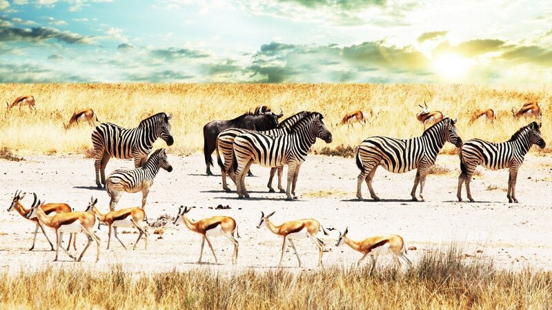 Zebras and Antelopes in Savanna — Yellow