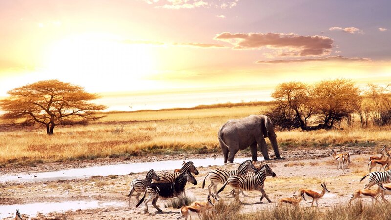 Zebras and Elephant at Waterhole