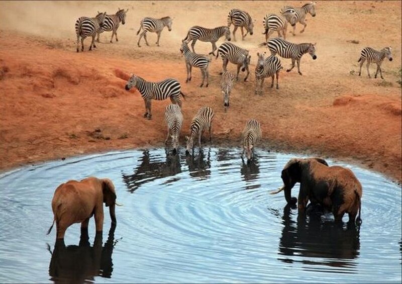 Zebras and Elephants at Waterhole