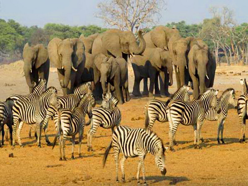 Zebras and Elephants