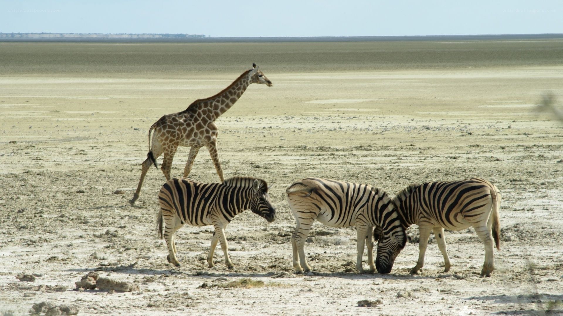 zebras and giraffe in desert