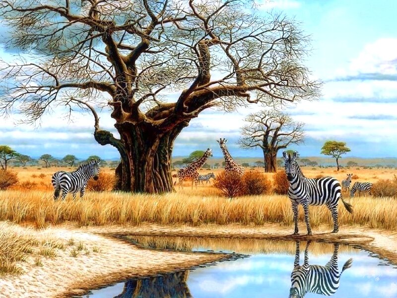 Zebras and Giraffes in Savanna