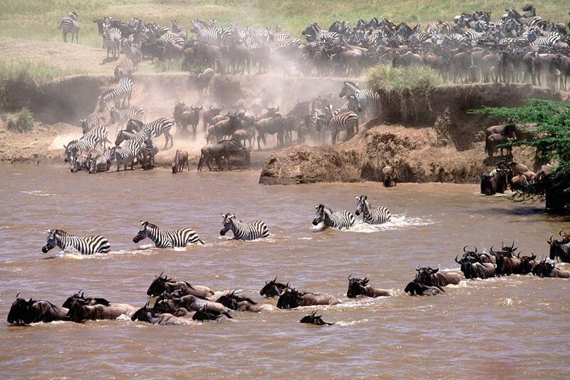 Zebras and wildebeests crossing a river