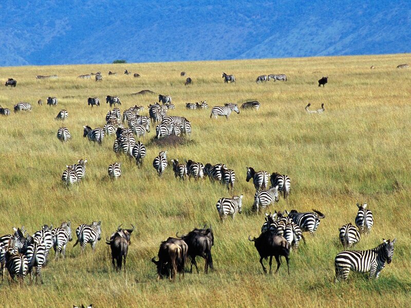 Zebras and wildebeests on a savanna