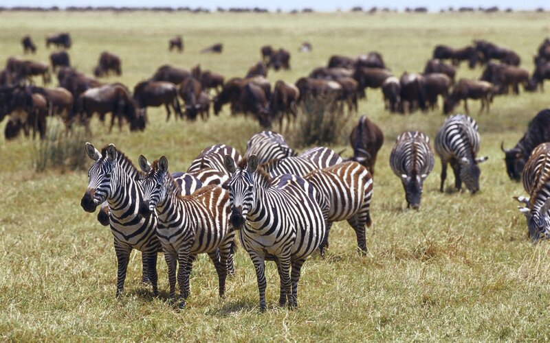 Zebras and wildebeests on a savanna