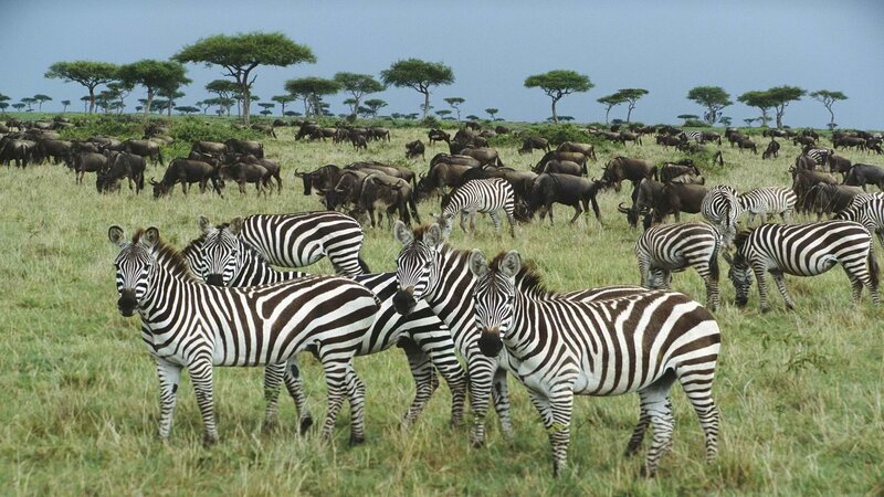 Zebras and wildebeests on savanna