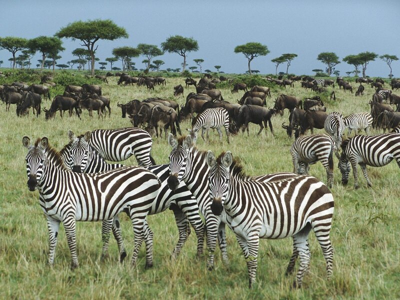 Zebras and wildebeests on savanna