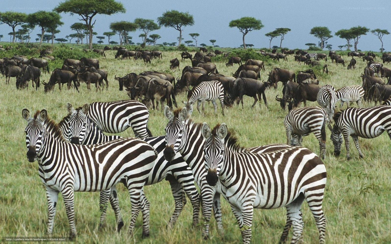 Zebras and wildebeests on the savanna