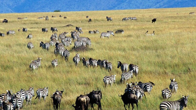 Zebras and Wildebeests