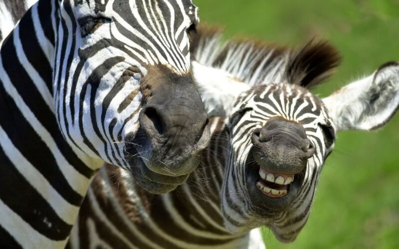 zebras appearing to smile