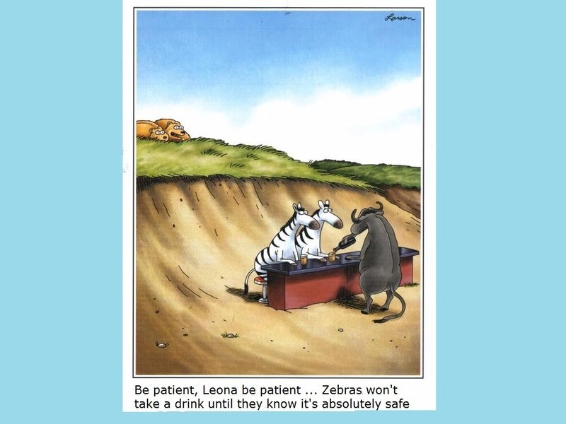 Zebras at a Bar