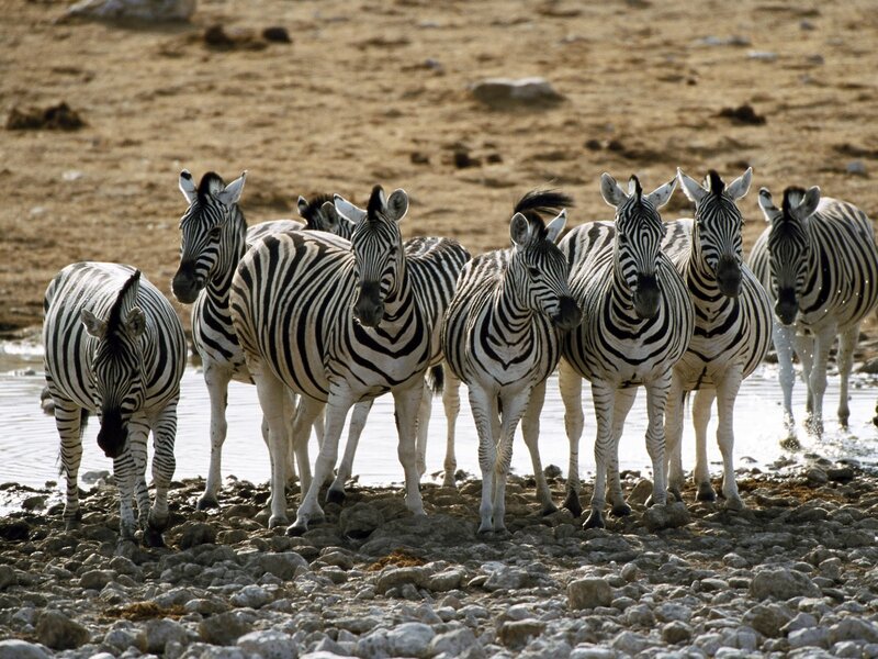 zebras at a watering hole