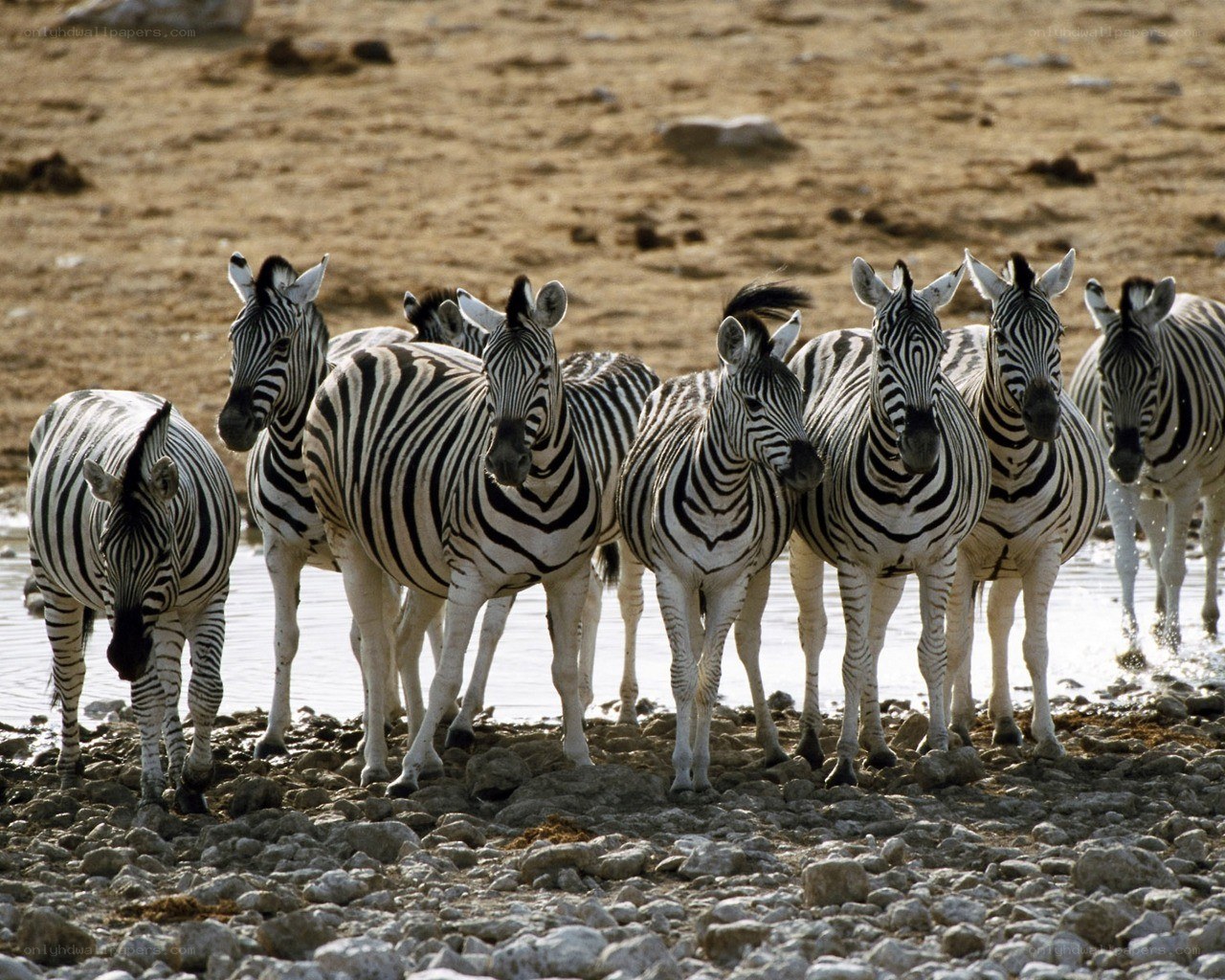 zebras at a watering hole