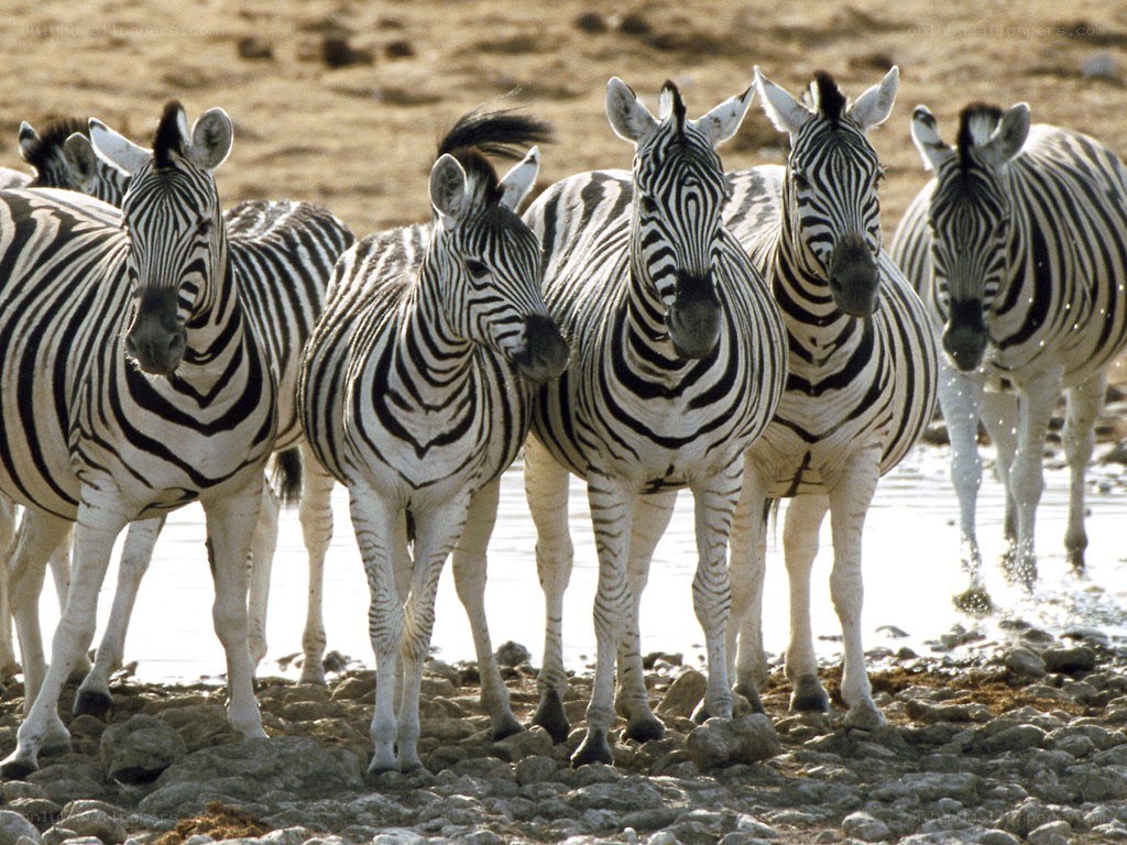 zebras at a watering hole