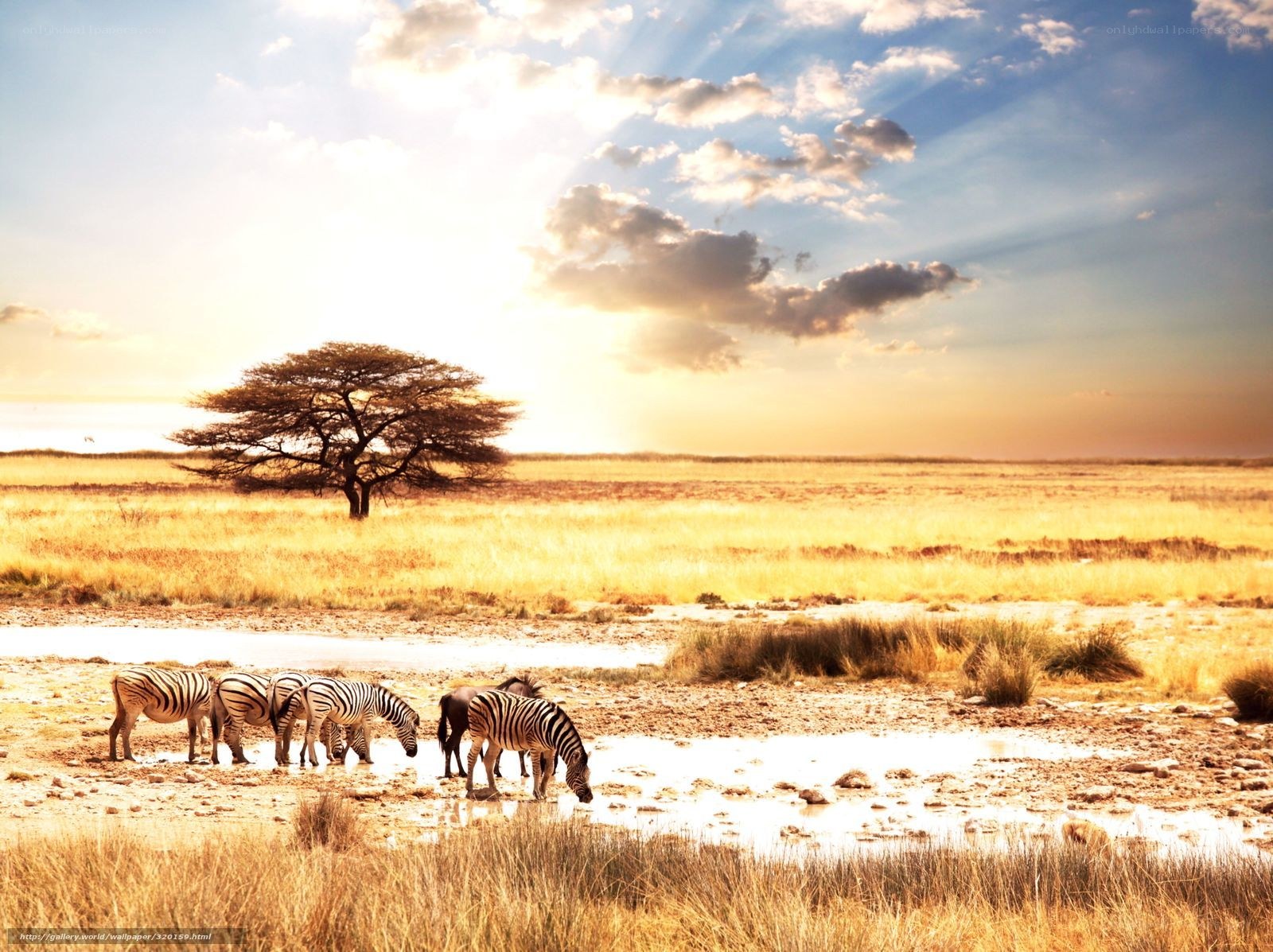 Zebras at a watering hole