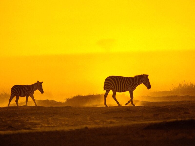 Zebras at sunset