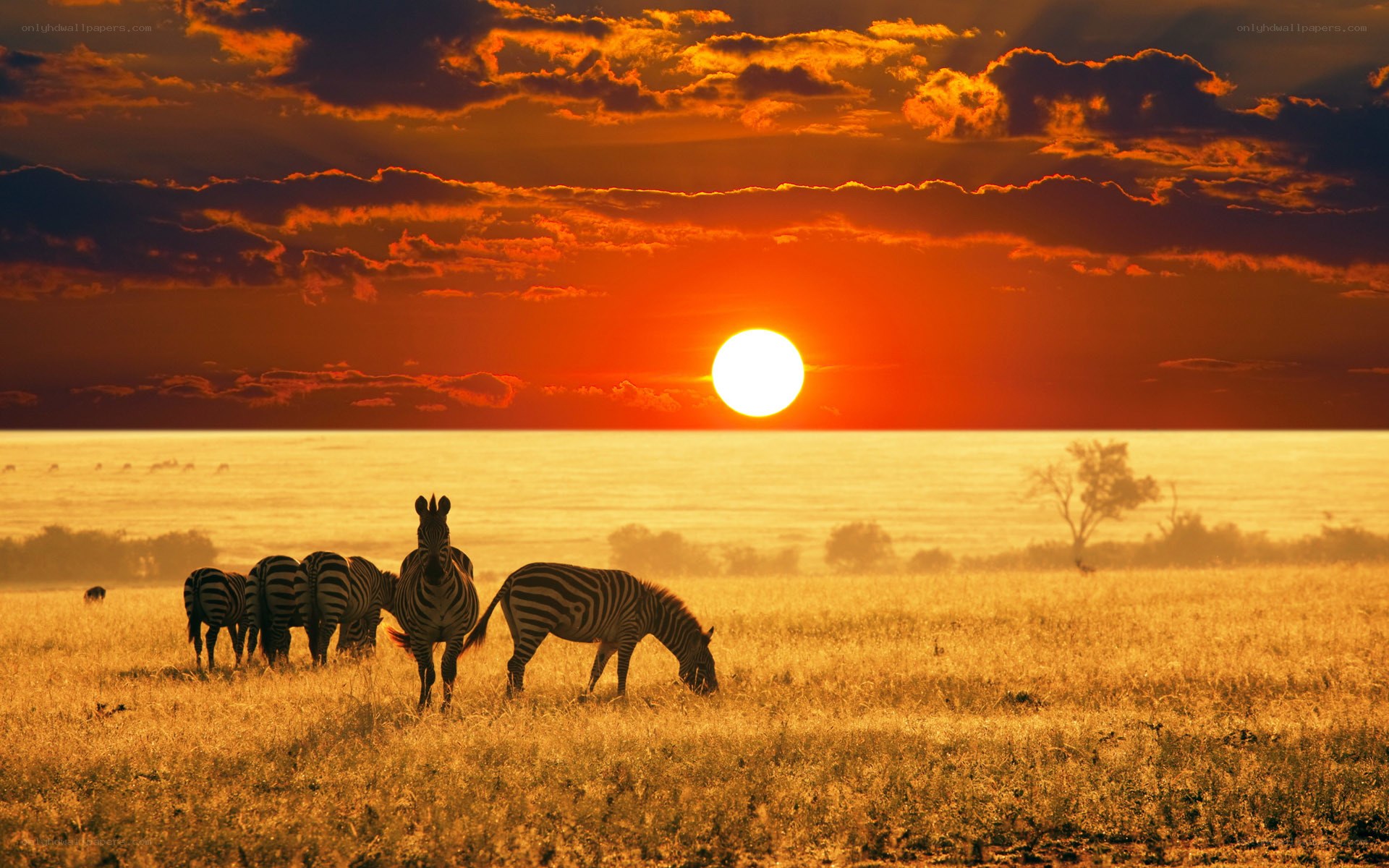 Zebras at sunset on savanna
