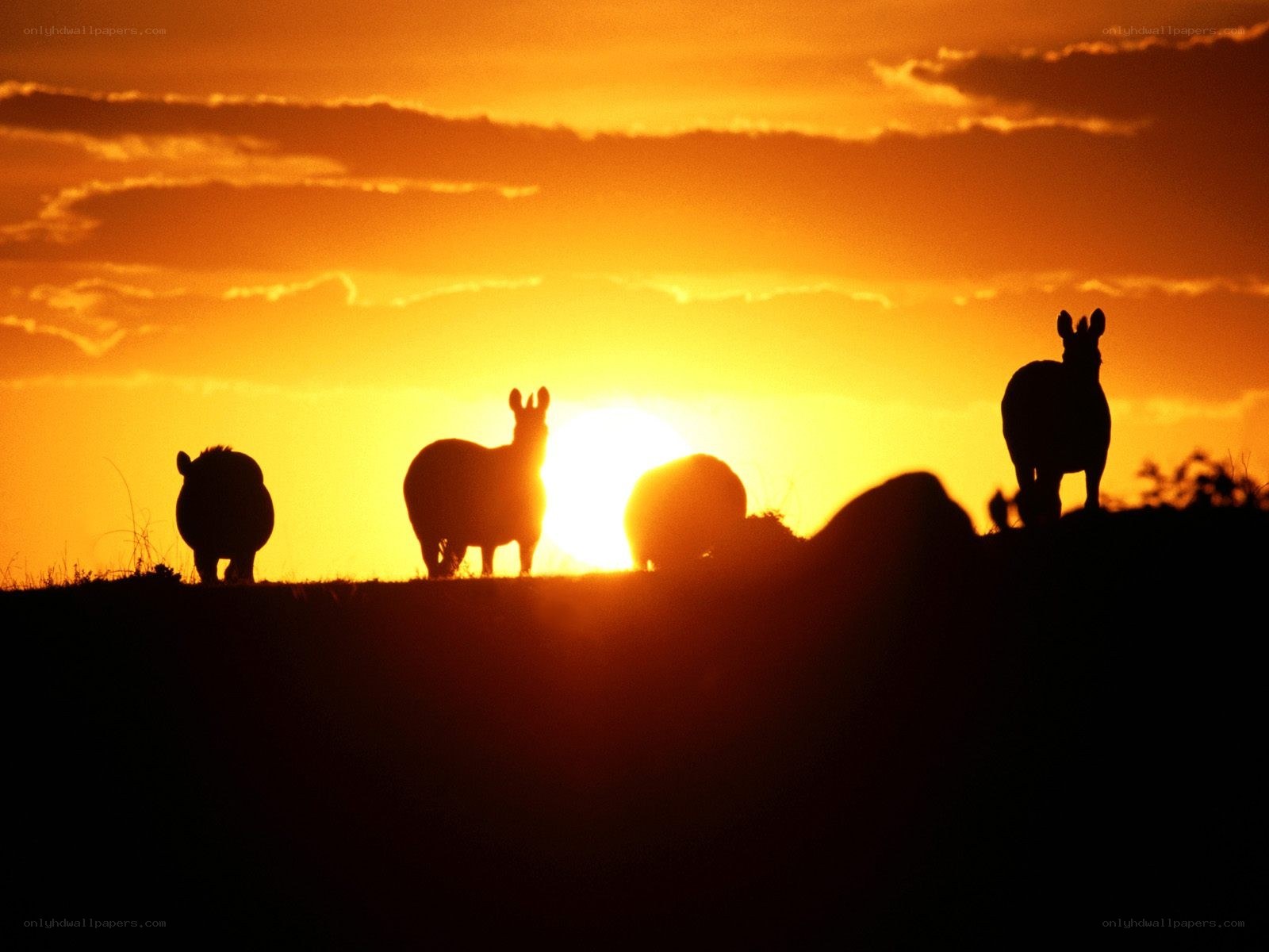 zebras at sunset silhouette