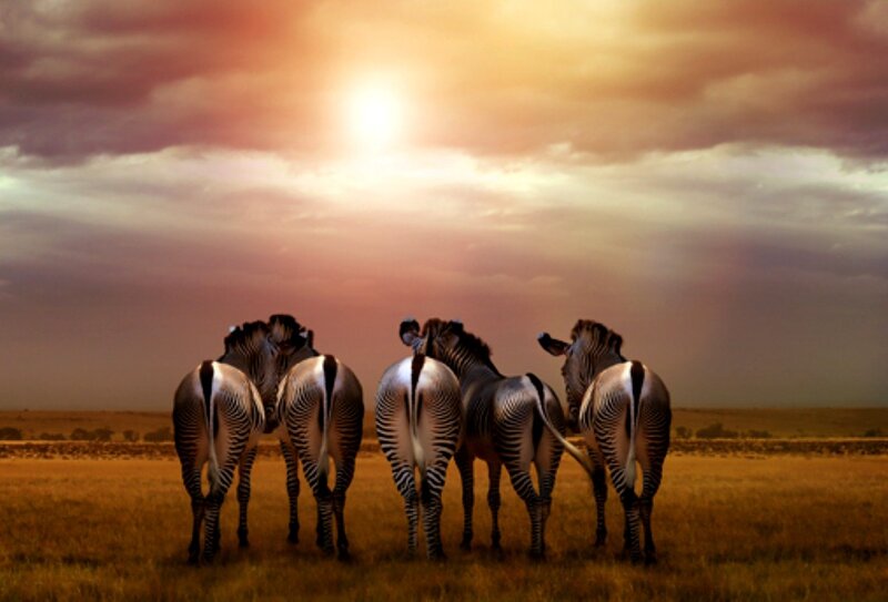 Zebras at sunset