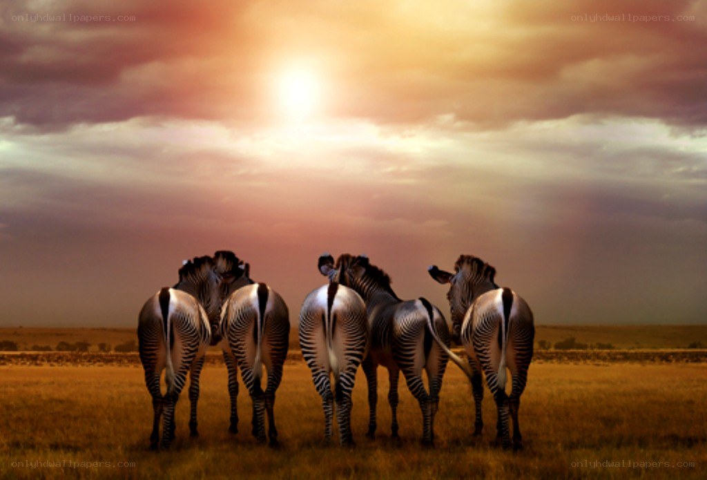 Zebras at sunset