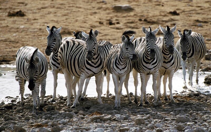 Zebras at Waterhole