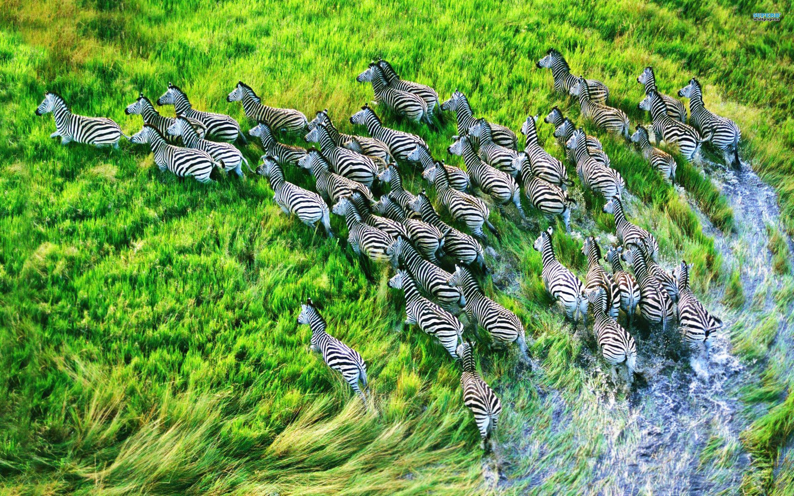 zebras crossing a river