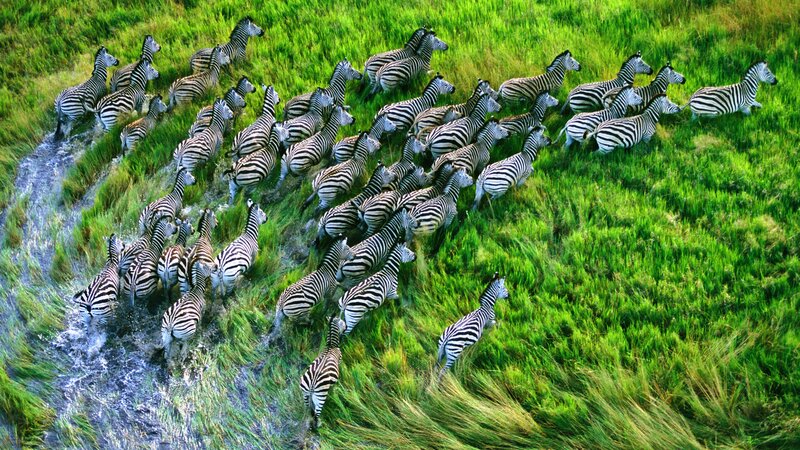 Zebras Crossing a River — Green