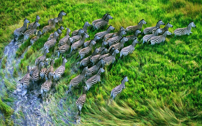 zebras crossing a river