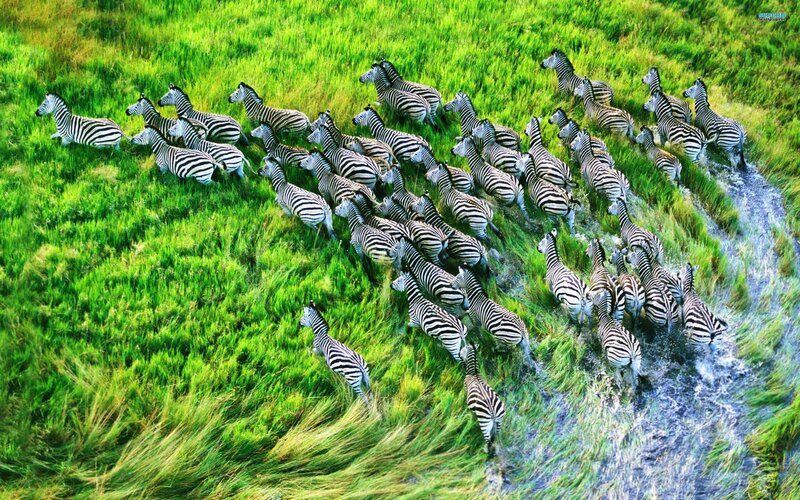 Zebras Crossing a Stream — Green, Dynamic, Afternoon