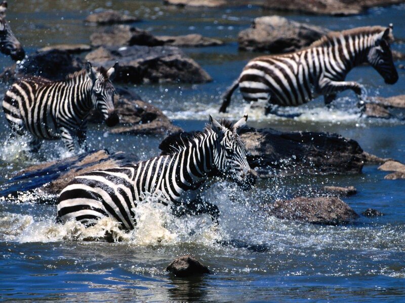 Zebras Crossing River — Blue, Dynamic