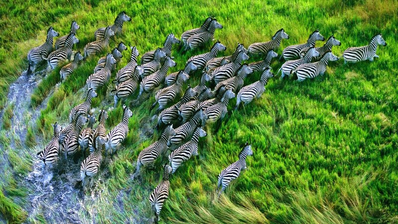 Zebras Crossing River — Green, Dynamic, Afternoon