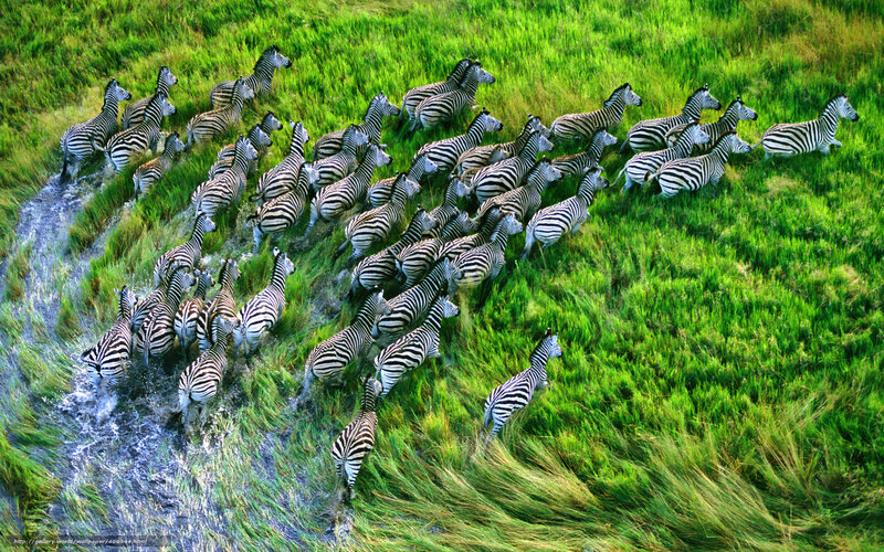 Zebras Crossing River — Green, Dynamic