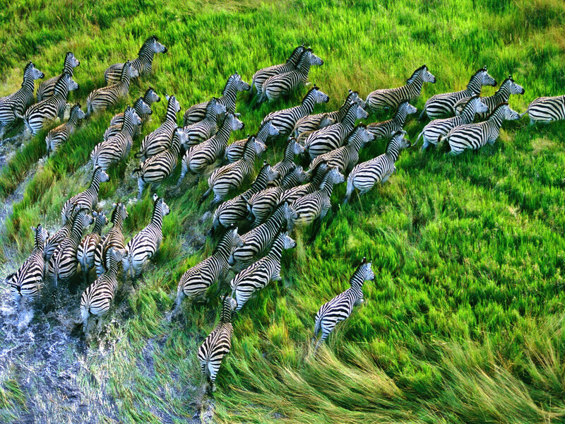 Zebras Crossing River — Green