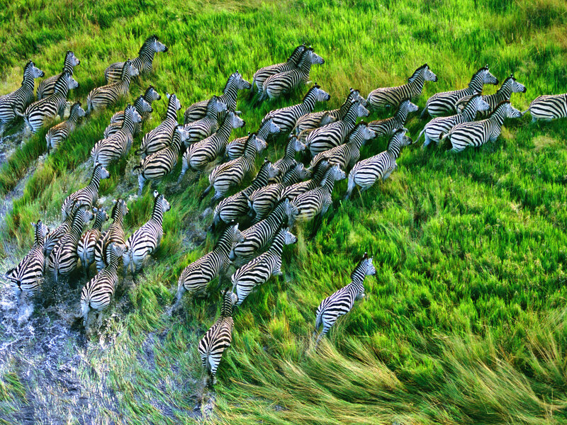 Zebras Crossing River