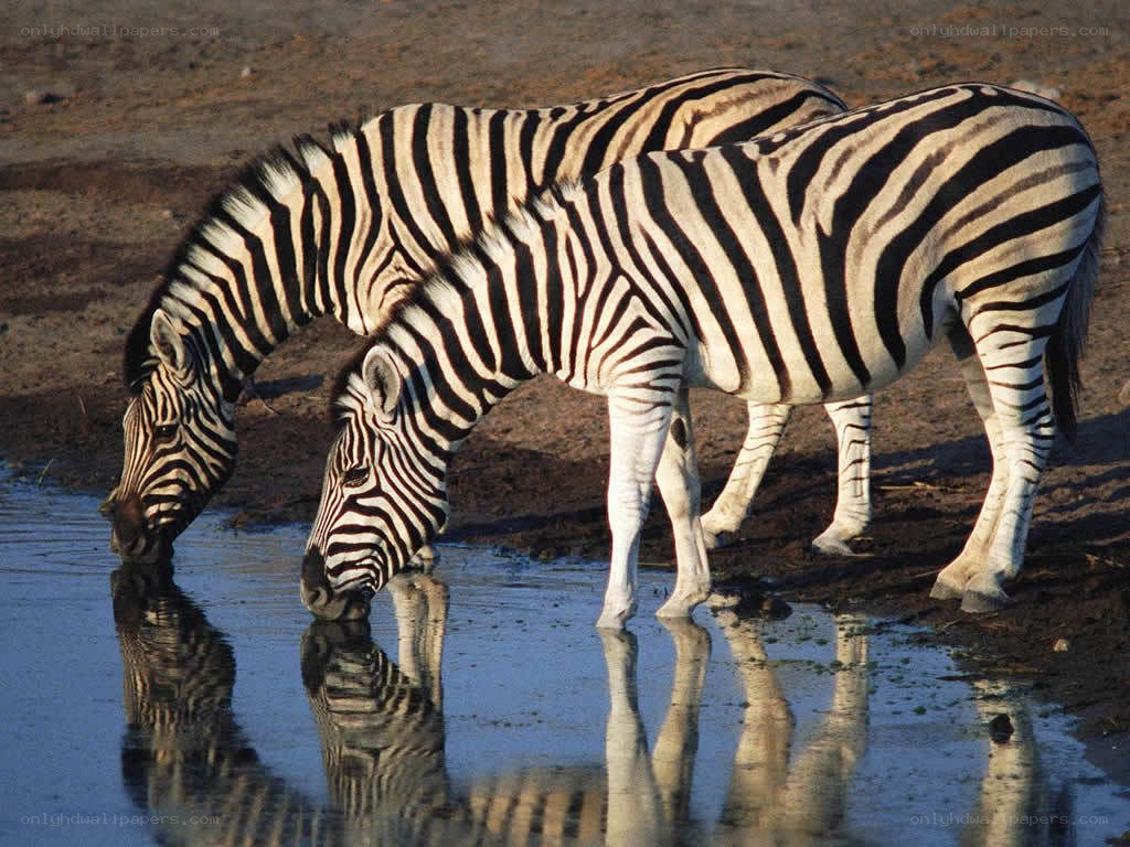 Zebras drinking at a waterhole