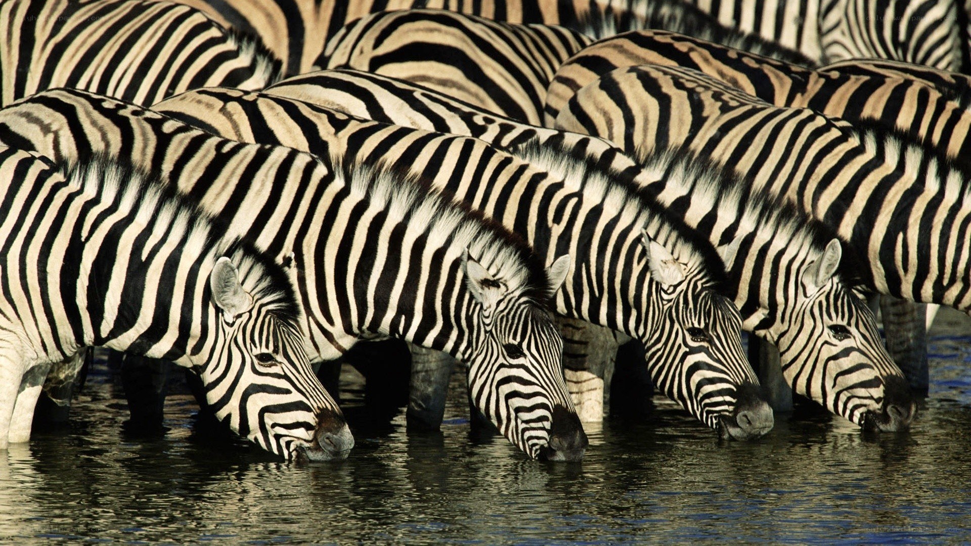 Zebras drinking at a waterhole