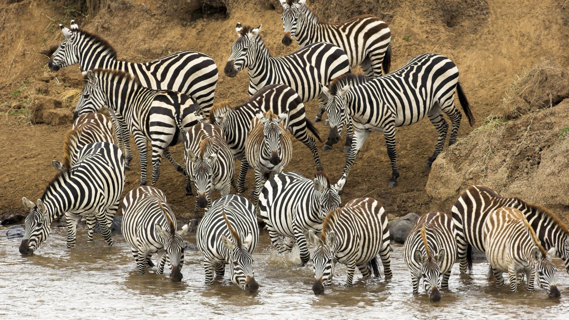 Zebras drinking at a waterhole