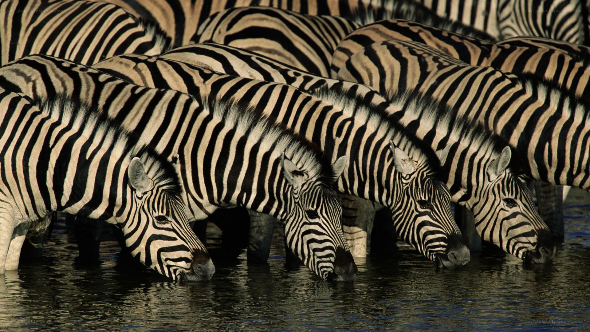 Zebras drinking at a waterhole