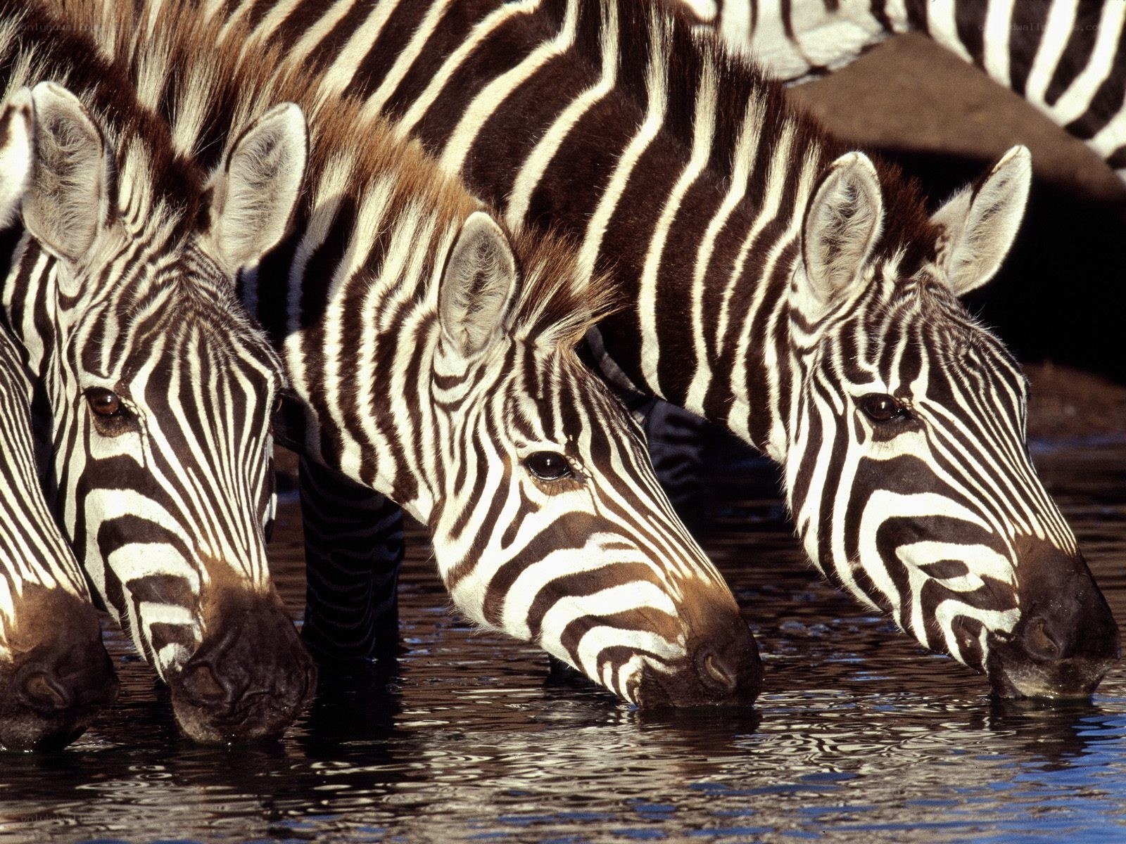 Zebras drinking at a waterhole