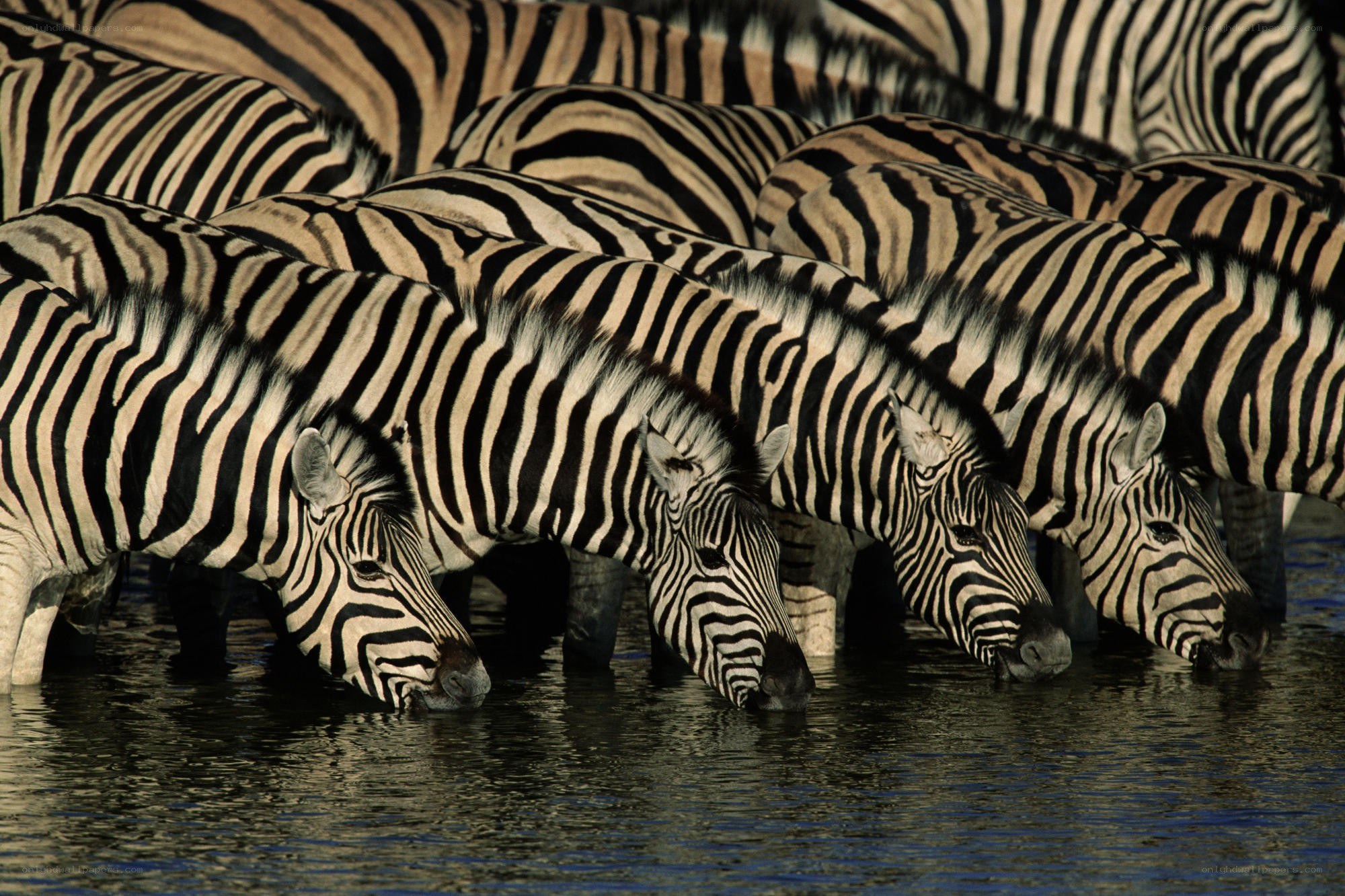 Zebras drinking at a waterhole