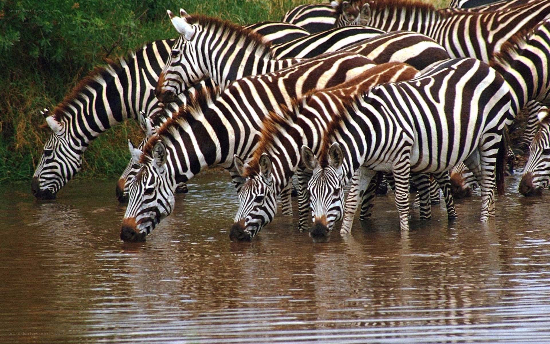 Zebras drinking at a waterhole