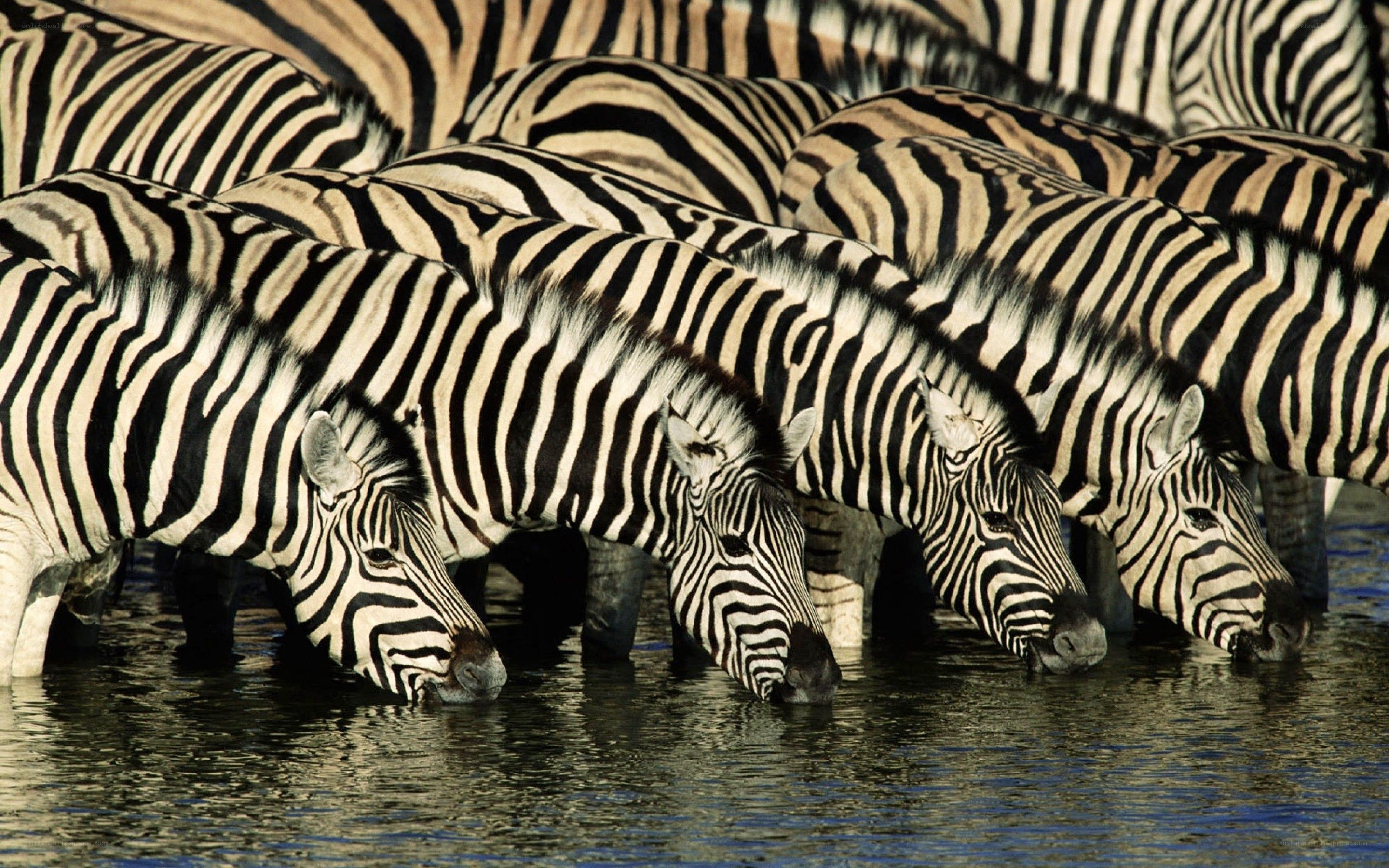 Zebras drinking at a waterhole