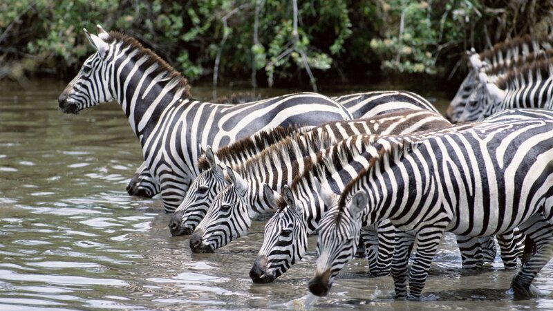 Zebras drinking at a waterhole