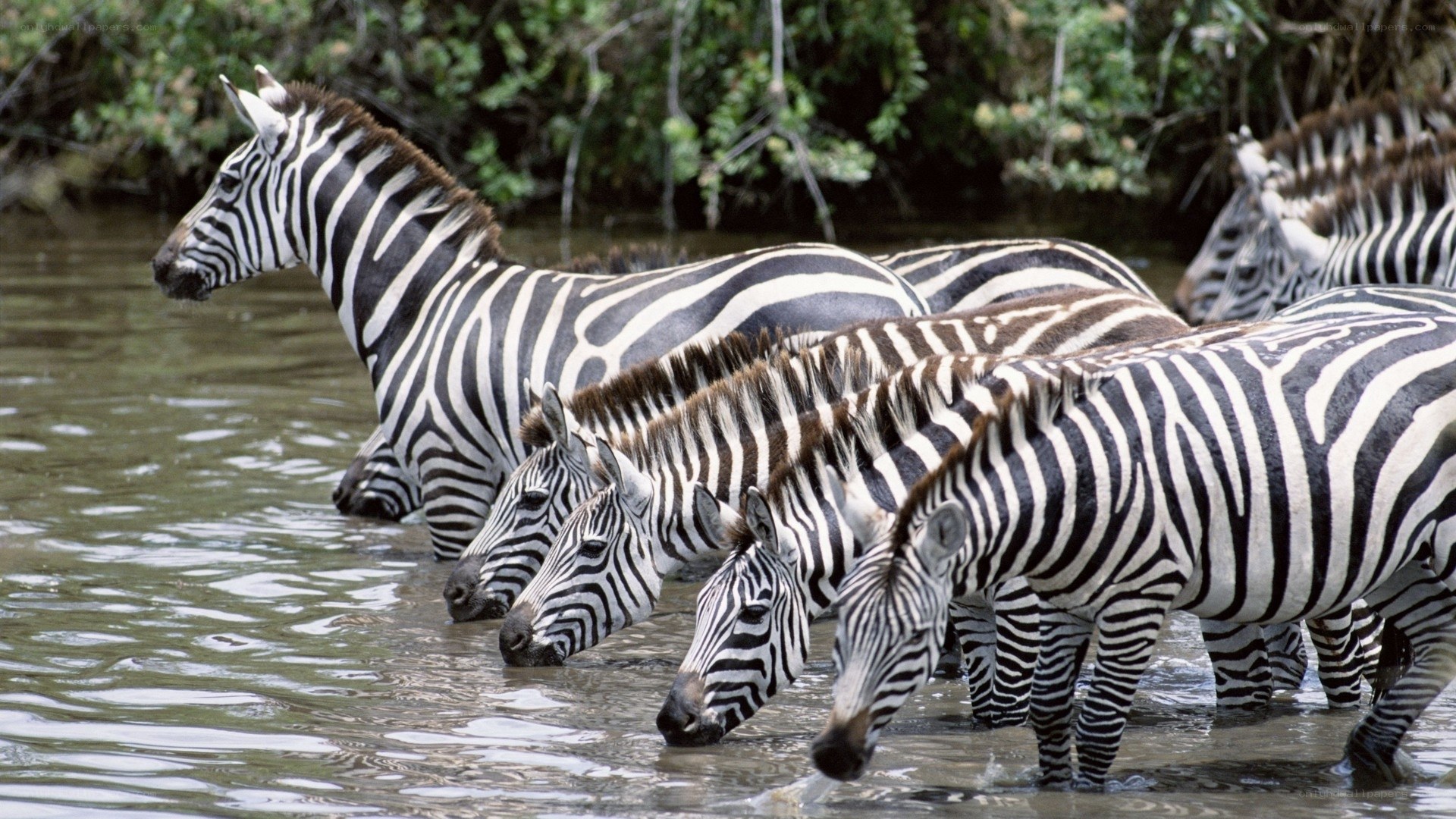 Zebras drinking at a waterhole