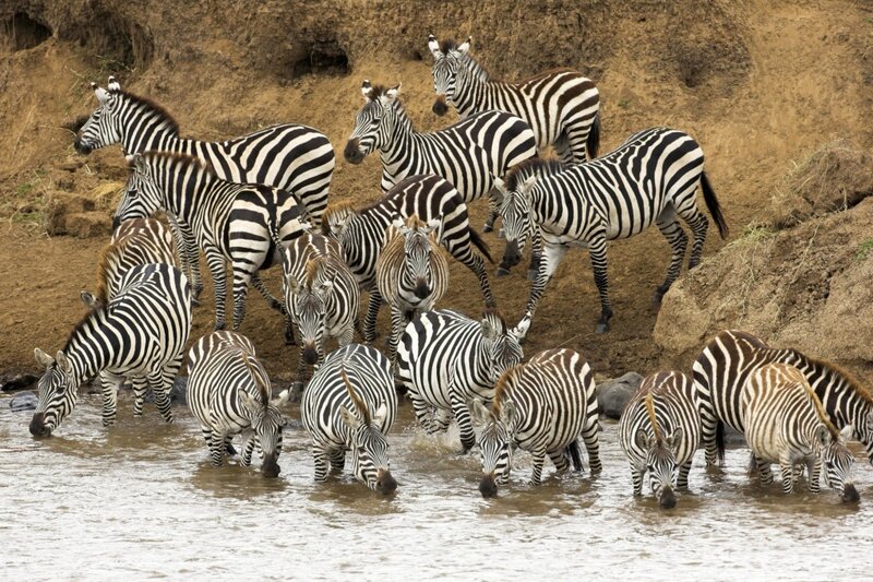 zebras drinking at a watering hole